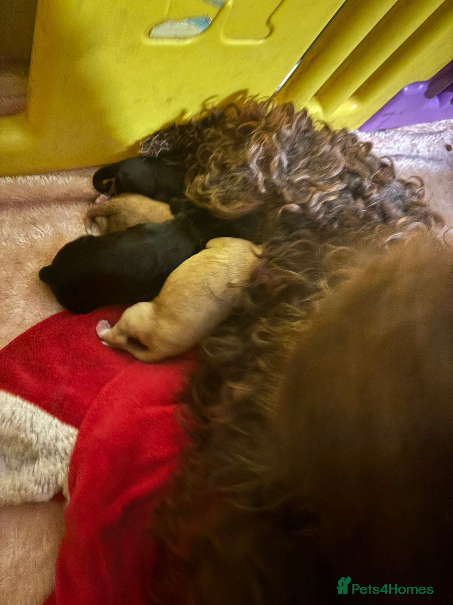 Cockapoo dogs Quality cockapoo pups - Advert 2