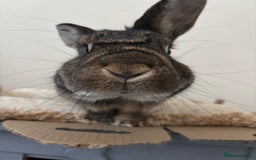 Mixed Breed rabbits for sale: Bean (looking for a bunny wife) - Image 4