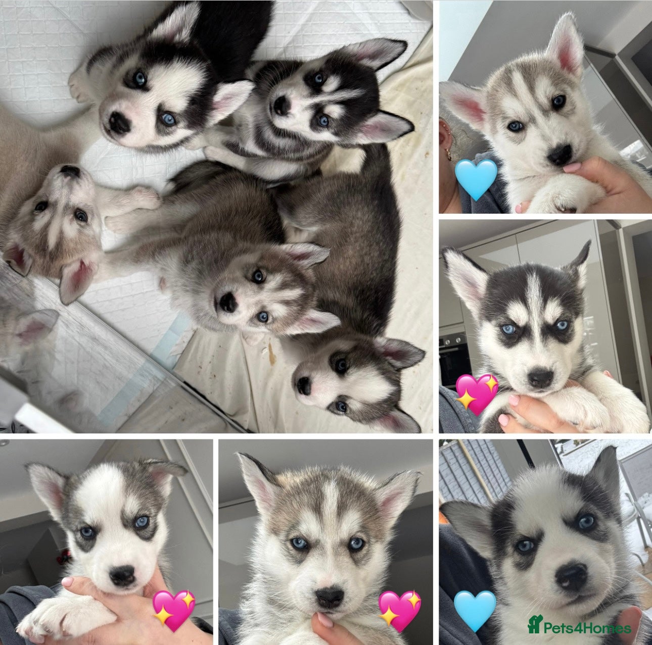 Siberian Husky dogs KC REGISTERED SIBERIAN HUSKYS MOM/DAD CAN BE SEEN - Advert 6