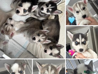 Siberian Husky dogs KC REGISTERED SIBERIAN HUSKYS MOM/DAD CAN BE SEEN - Advert 6