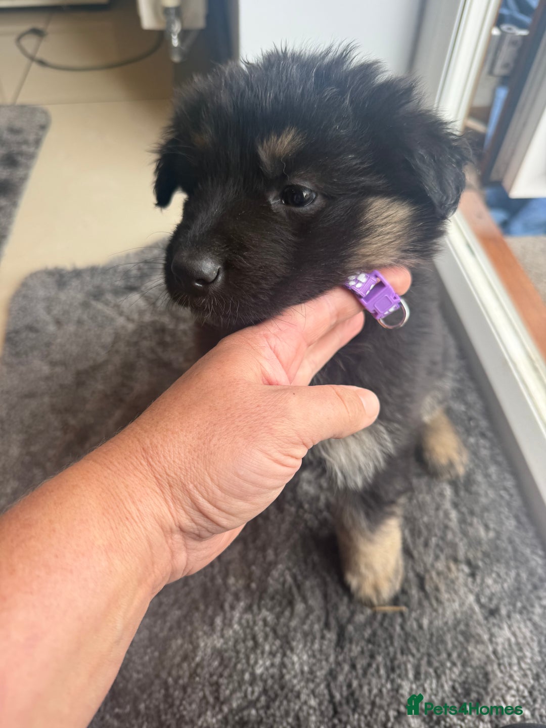 German Shepherd dogs for sale: German Shepherds  - Image 6