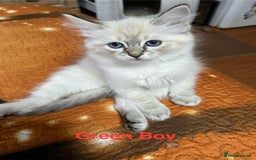 Ragdoll cats for sale: ❗️❤️5 Incredibly Beautiful Ragdoll Kittens❤️🐈  - Image 9