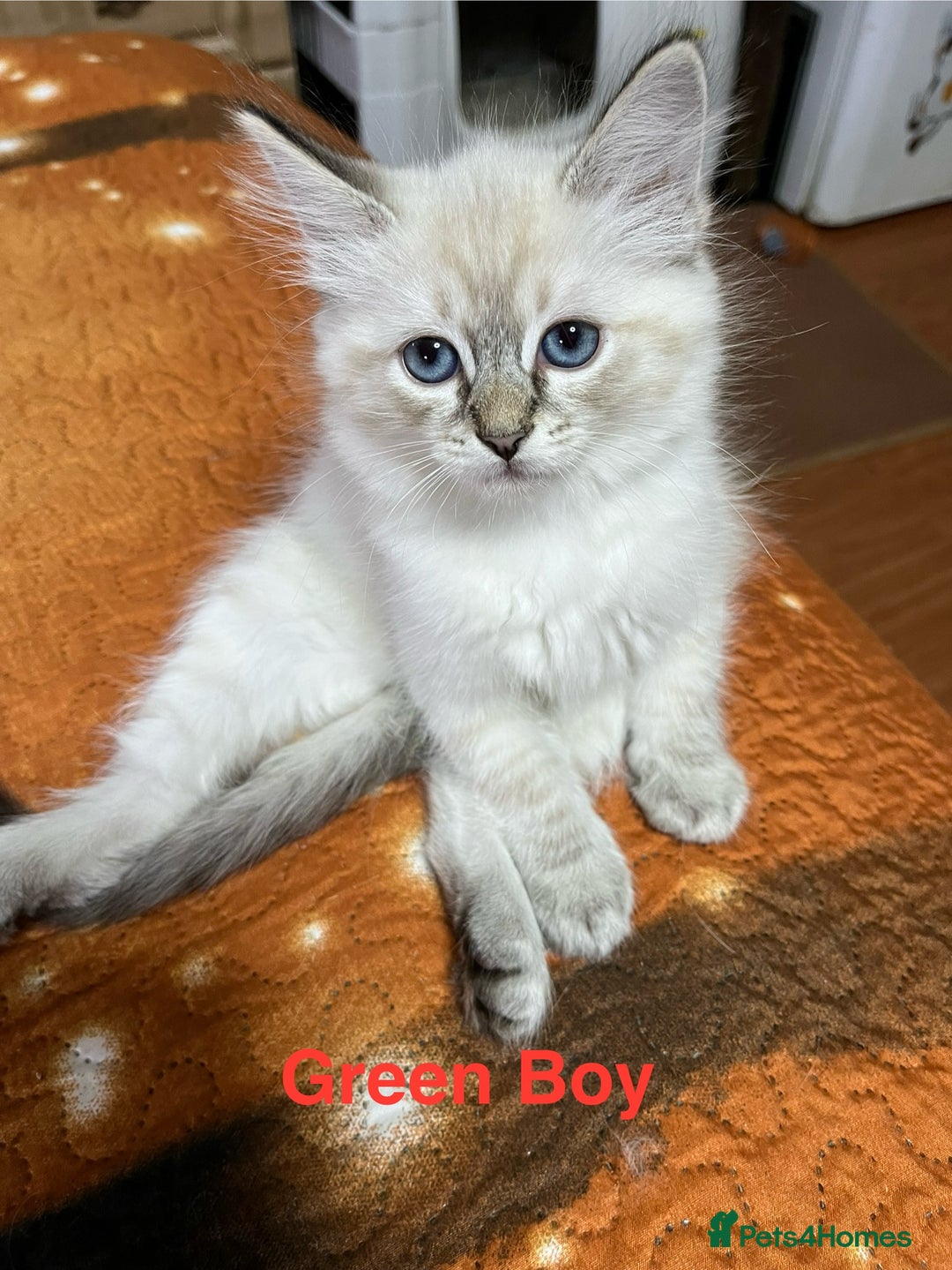 Ragdoll cats for sale: ❗️❤️5 Incredibly Beautiful Ragdoll Kittens❤️🐈  - Image 9