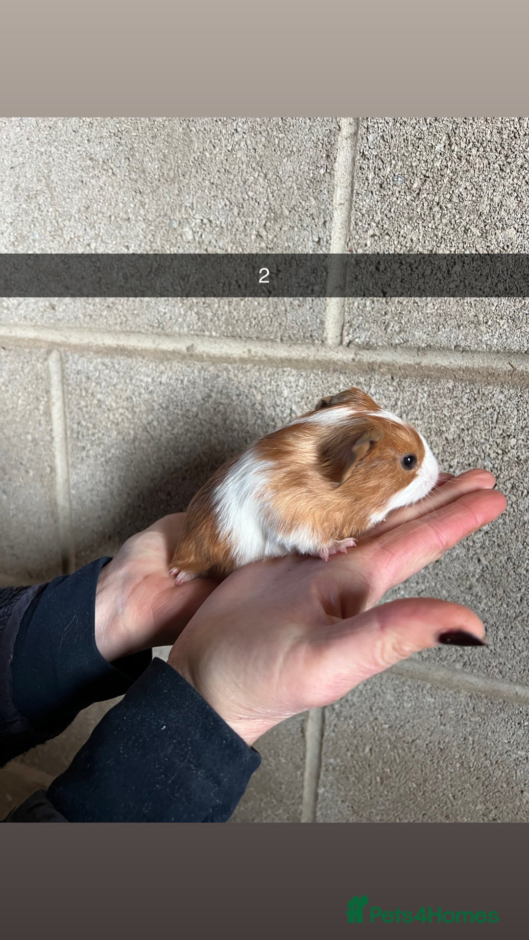 Guinea Pig rodents for sale: The perfect Christmas guinea pig!  - Advert 4