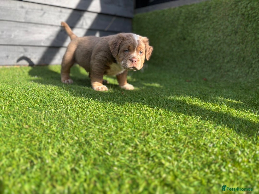 Olde English Bulldogge dogs for sale: READY NOW ✨ FLUFFY OLDE ENGLISH BULLDOGS  - Image 18