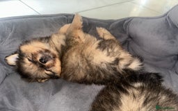 Pomeranian dogs for sale: Pomeranian female puppy  - Image 4