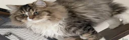 Persian cats for sale: persian kittens and mum - Advert 1