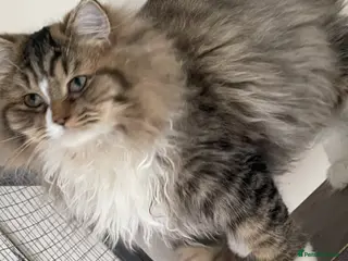 Persian cats persian kittens and mum - Advert 12