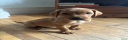 Labrador Retriever dogs for sale: Labrador puppies £750  - Advert 4
