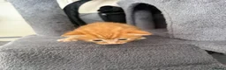Turkish Angora cats for sale: 3 Adorable Kittens - Advert 6