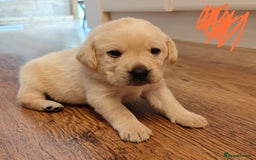 Labrador Retriever dogs for sale: Labrador Retriever Puppies - Image 15