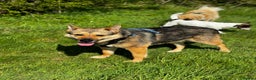 German Shepherd dogs for adoption: Sweet Kinga looking for LOVE  in Salisbury - Advert 3