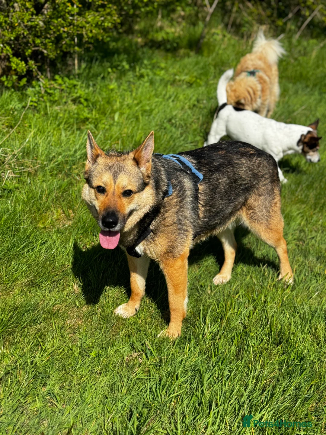 German Shepherd dogs for adoption: Sweet Kinga looking for LOVE  in Salisbury - Advert 3