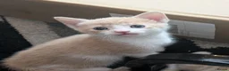 Mixed Breed cats for sale: Beautiful ginger kittens looking for loving homes  - Advert 3