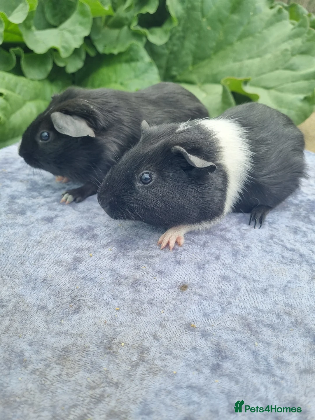 Guinea Pig rodents for sale: Male Guinea Pigs  - Advert 2