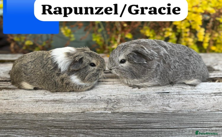 Guinea Pig rodents - Advert 13