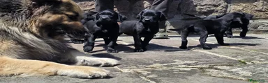 Labrador Retriever Puppy 2