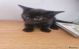 Mixed Breed cats for sale: Stunning kittens - Image 11
