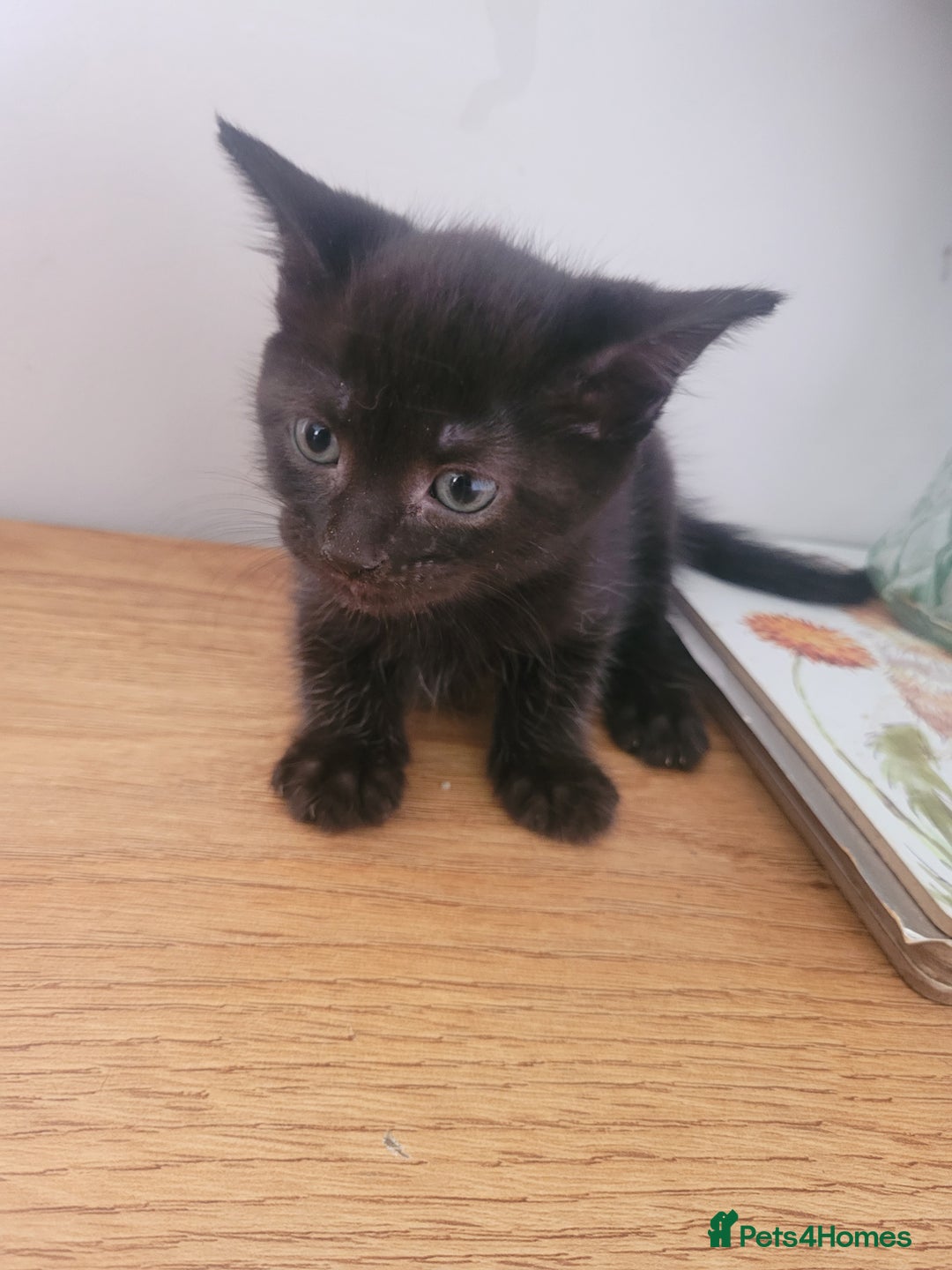 Mixed Breed cats for sale: Stunning kittens - Image 11