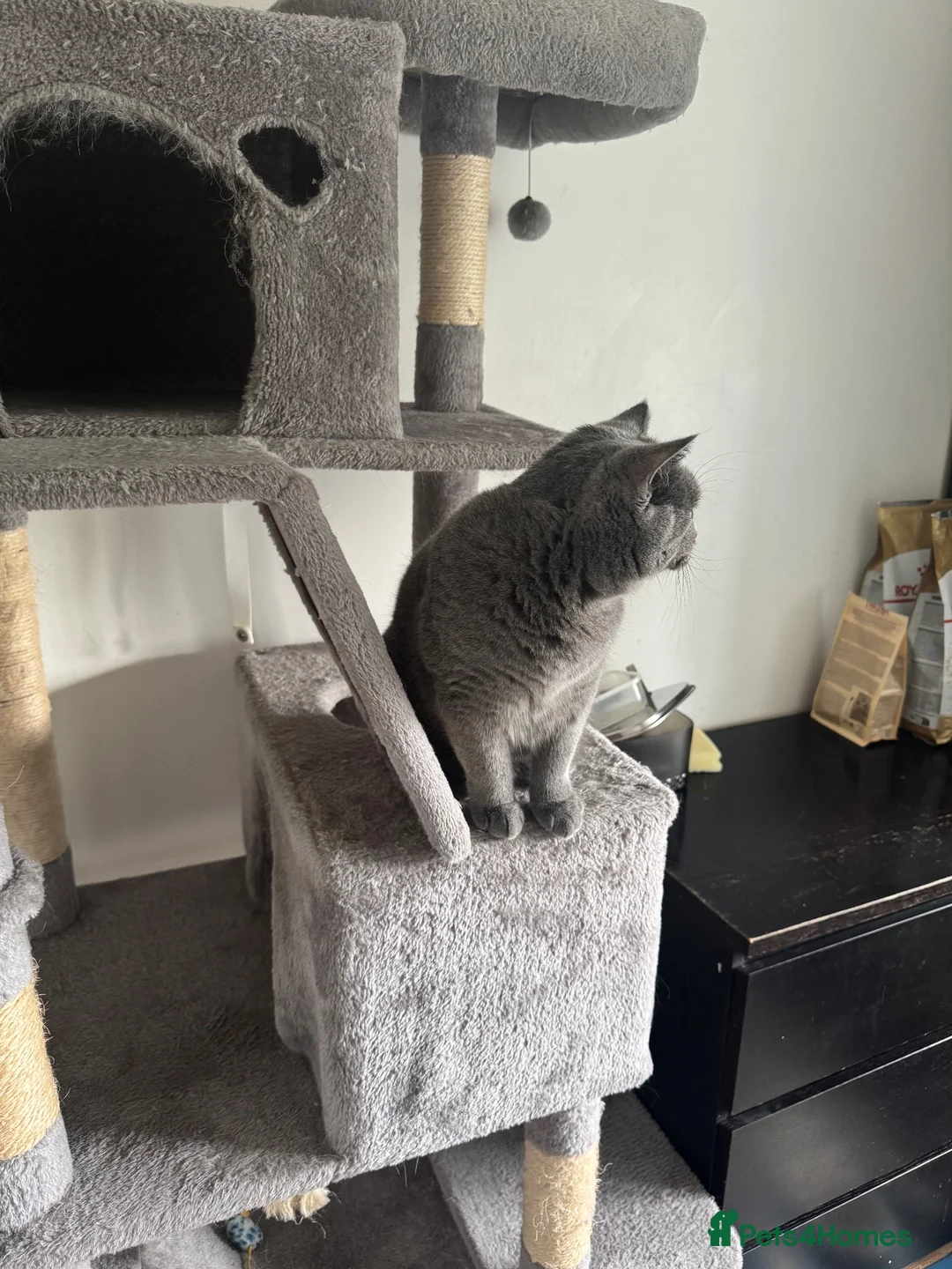 British Shorthair cats for sale: British shorthair girl for rehoming - Advert 4