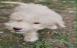Mixed Breed dogs for sale: German Shepherd x Standard Poodle *Health tested* in Boston - Image 6