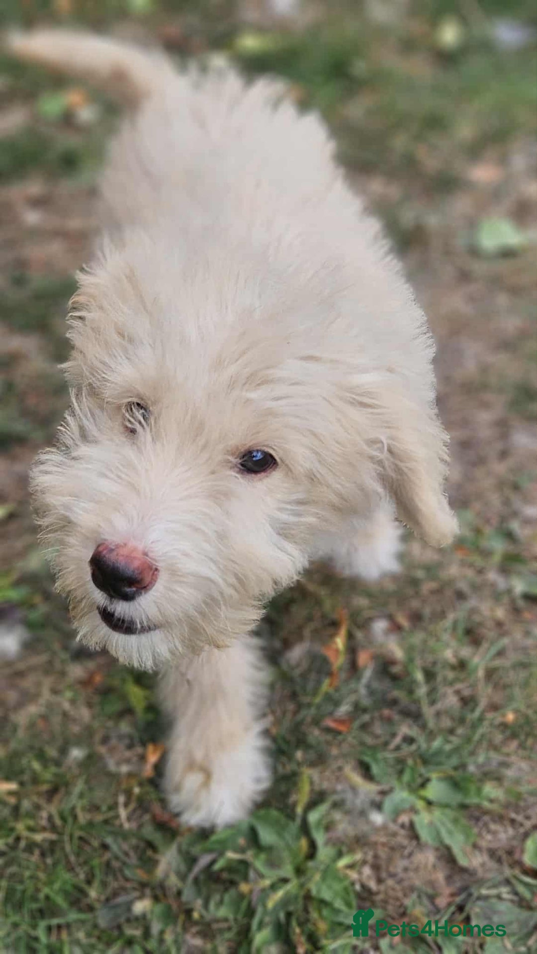 Mixed Breed dogs for sale: German Shepherd x Standard Poodle *Health tested* in Boston - Image 6