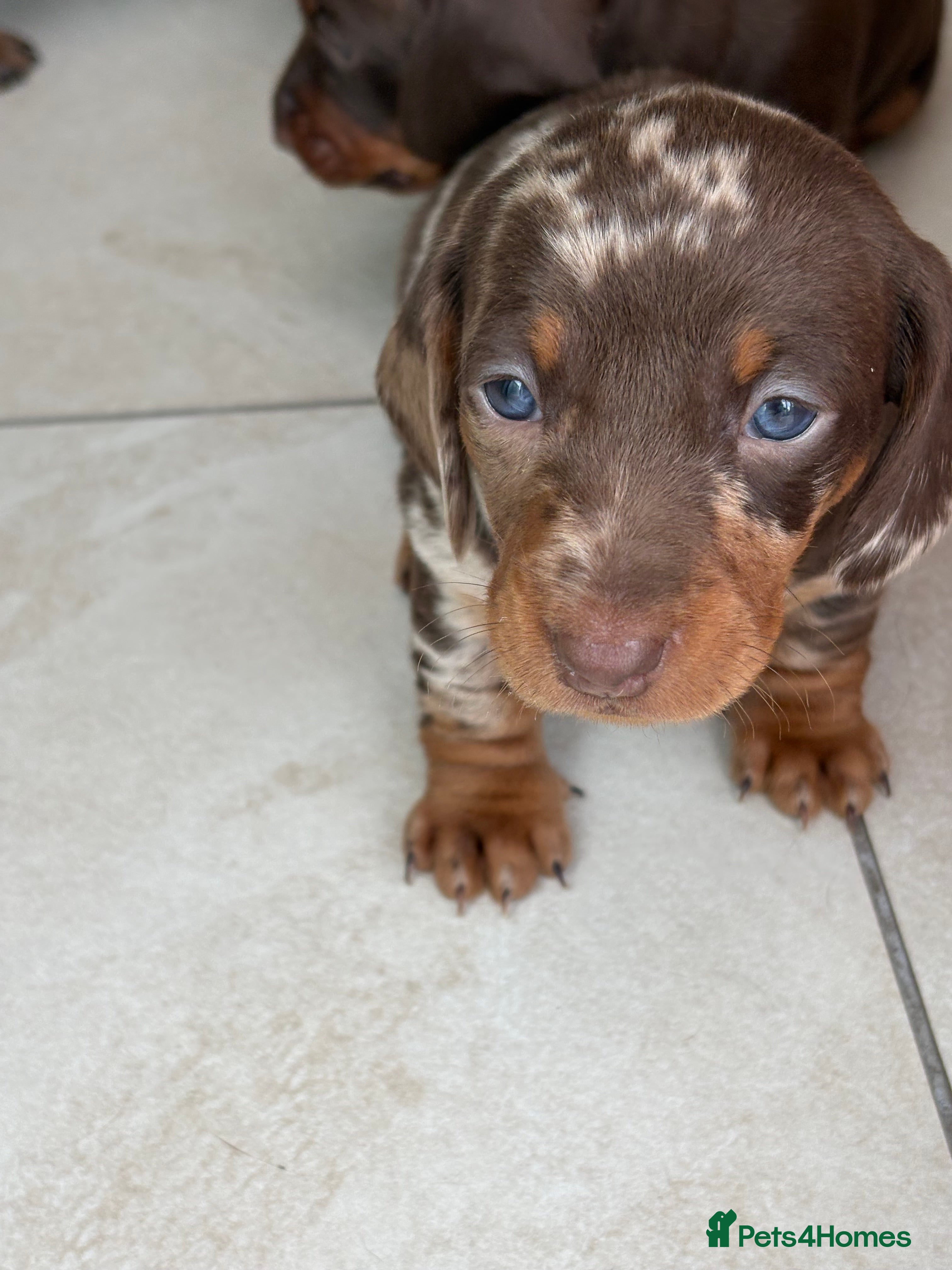 Dachshund dogs Smooth haired miniature Dachshunds 🐶😍 - Advert 2