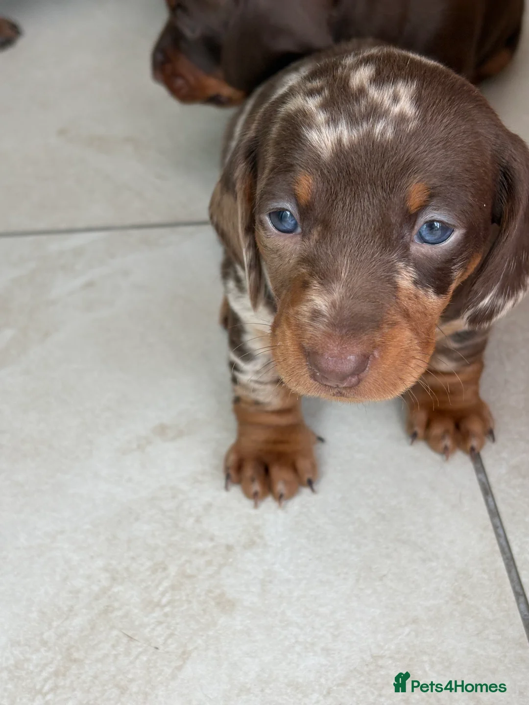 Dachshund dogs for sale: Smooth haired miniature Dachshunds 🐶😍 - Advert 2