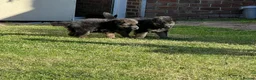 German Shepherd dogs for sale: 🐾🐶 GERMAN SHEPHERD PUPPIES FOR SALE 🐶🐾 in King's Lynn - Advert 8