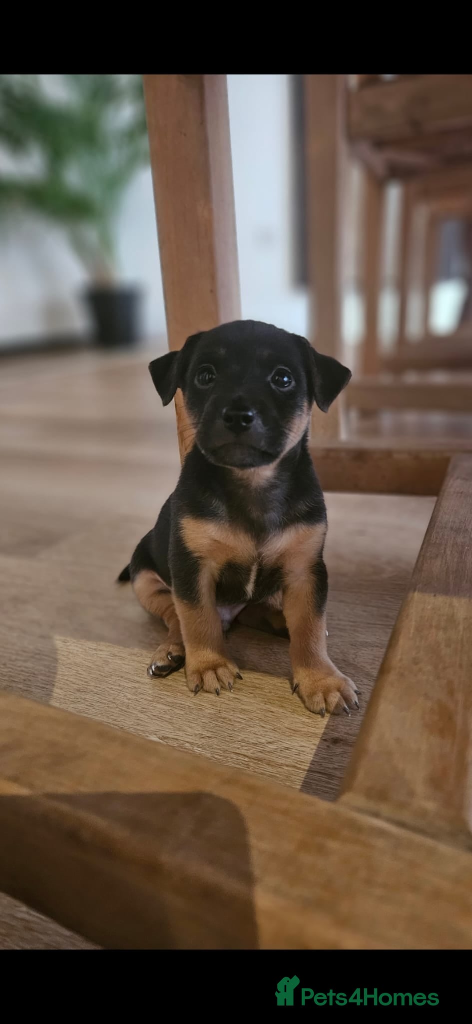 Jack Russell dogs 1 left! Grey/blue,tan, white gorgeous boy - Advert 9