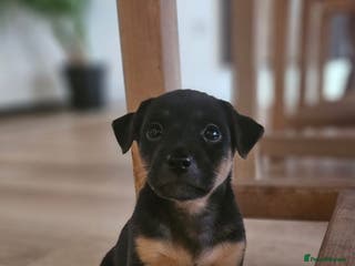 Jack Russell dogs 1 left! Grey/blue,tan, white gorgeous boy - Advert 9