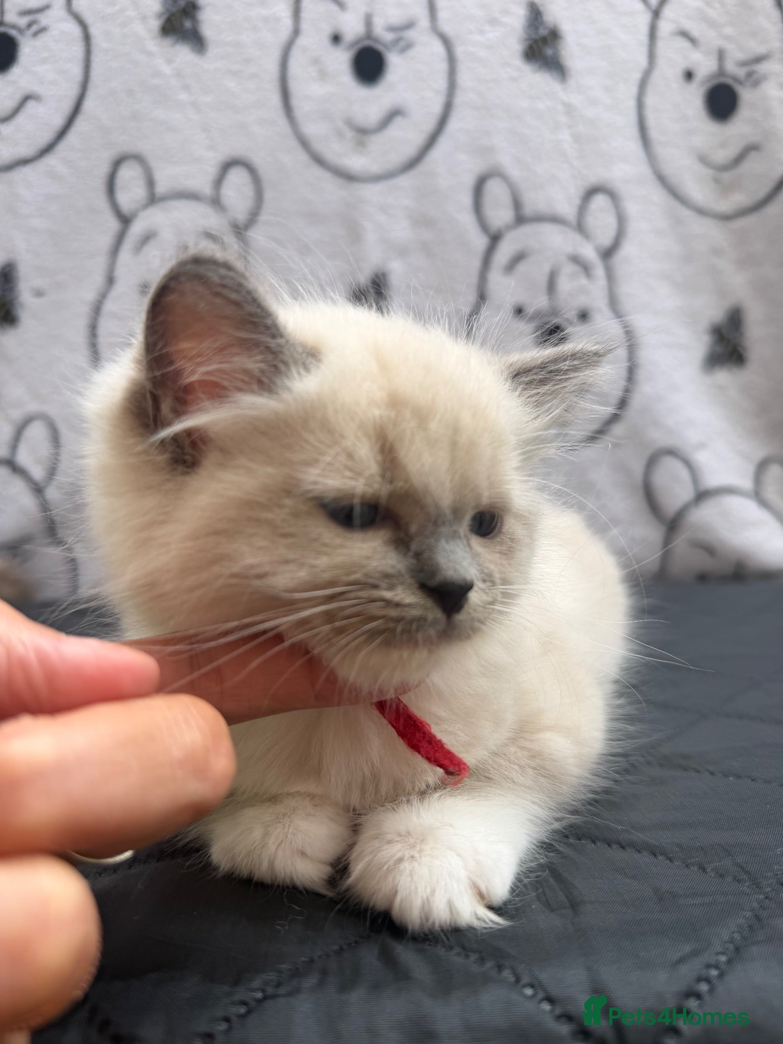 Ragdoll cats Beautiful Ragdoll Kittens Looking for Forever Home - Advert 1