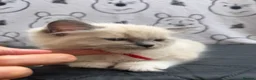 Ragdoll cats for sale: Beautiful Ragdoll Kittens Looking for Forever Home - Advert 1
