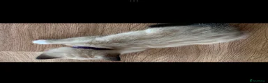 Mixed Breed 3