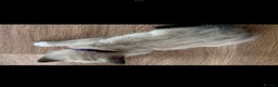 Mixed Breed cats for sale: House kittens  - Advert 10