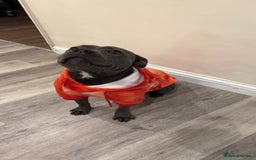 Staffordshire Bull Terrier dogs for stud: REGGIE kc PROVEN (HEALTH TESTED) Dark Blue in Wisbech - Image 13