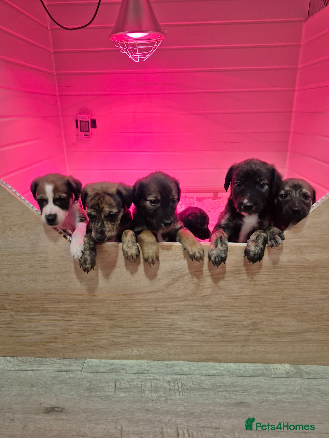 Lurcher dogs for sale: Beautiful litter of Lurcher pups - Advert 22