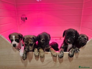 Lurcher dogs Beautiful litter of Lurcher pups - Advert 6