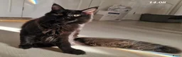 Maine Coon cats for sale: 3 maine coon kittens ready in Bury - Advert 13