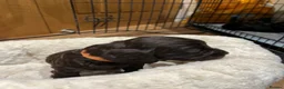 Cocker Spaniel dogs for sale: WCS puppies from amazing breed lines - Advert 12