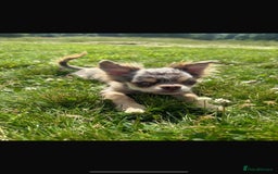 Chihuahua dogs for stud: MARLEY has arrived for stud🏆 k.c merle boy - Image 23