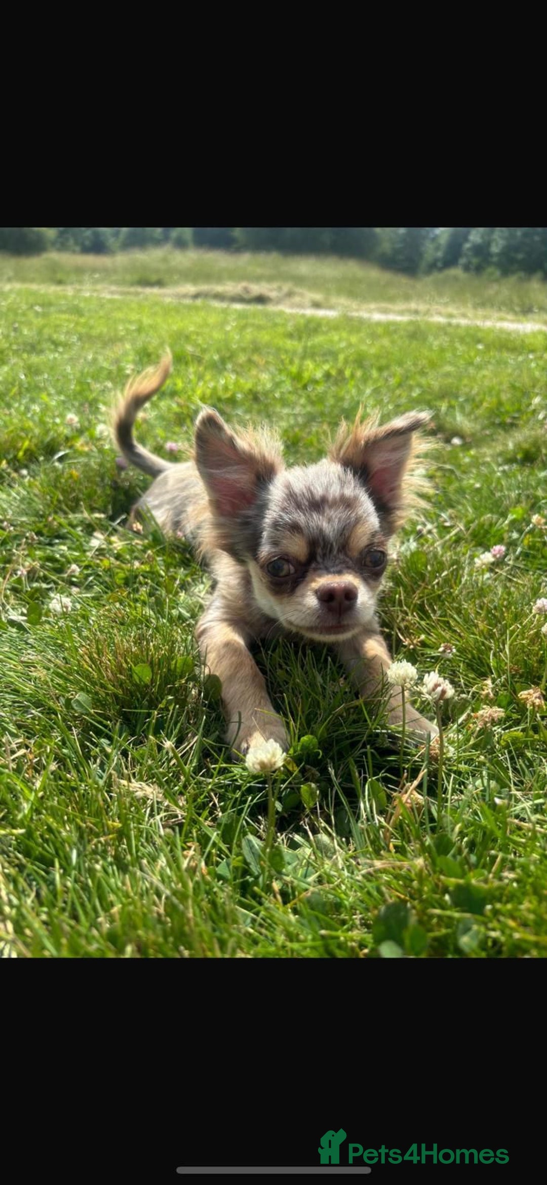 Chihuahua dogs for stud: MARLEY has arrived for stud🏆 k.c merle boy - Image 23
