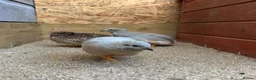 Quail poultry for sale: Male Chinese Painted Quail x 3 - Advert 3