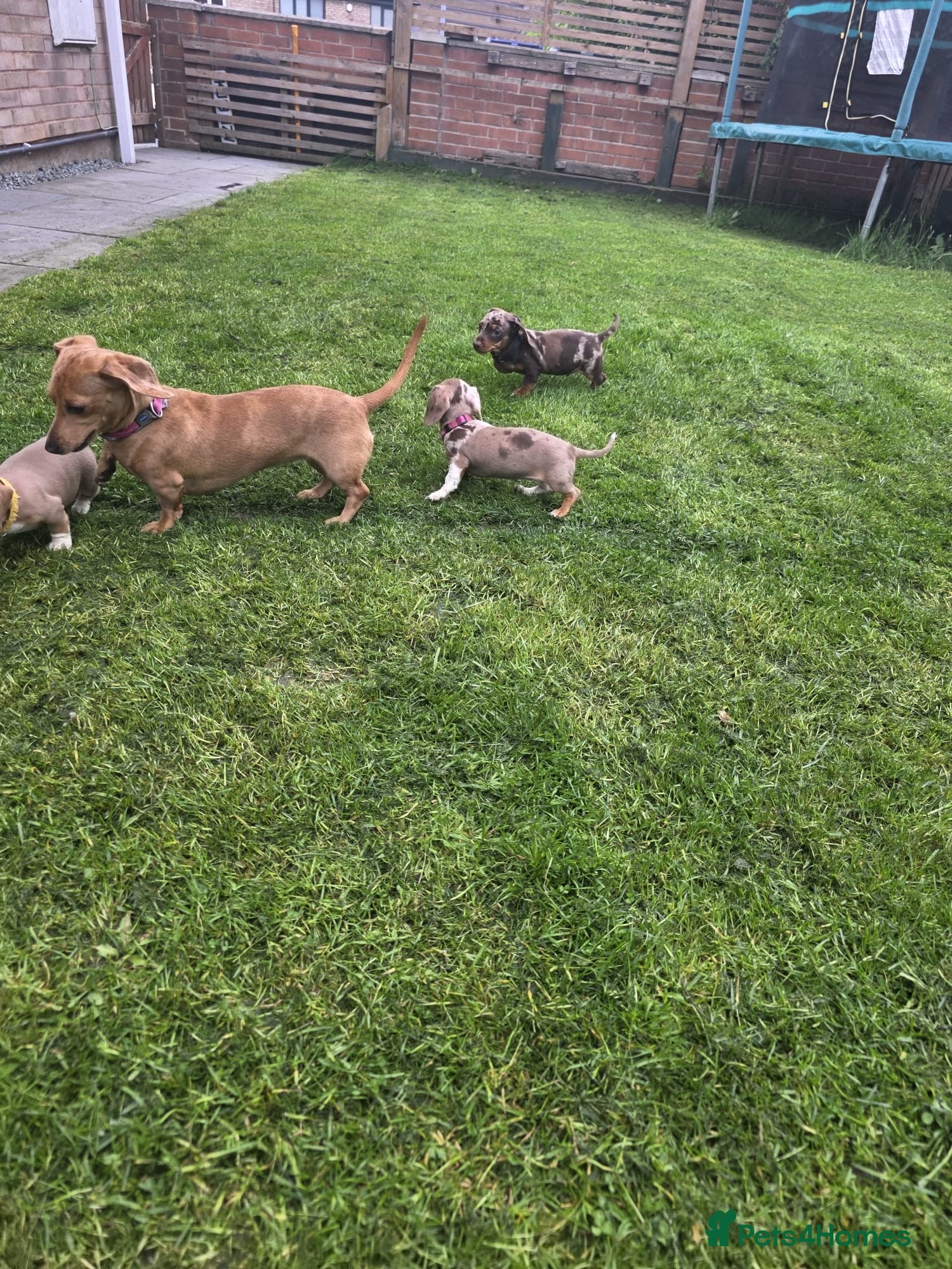 Miniature Dachshund dogs KC registered PRA clear miniature dachshunds - Advert 2