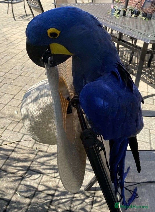 Parrots birds Dream Companion Alert! Sweet Hyacinth Macaws - Advert 4