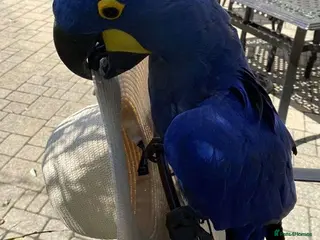 Parrots birds Dream Companion Alert! Sweet Hyacinth Macaws - Advert 4