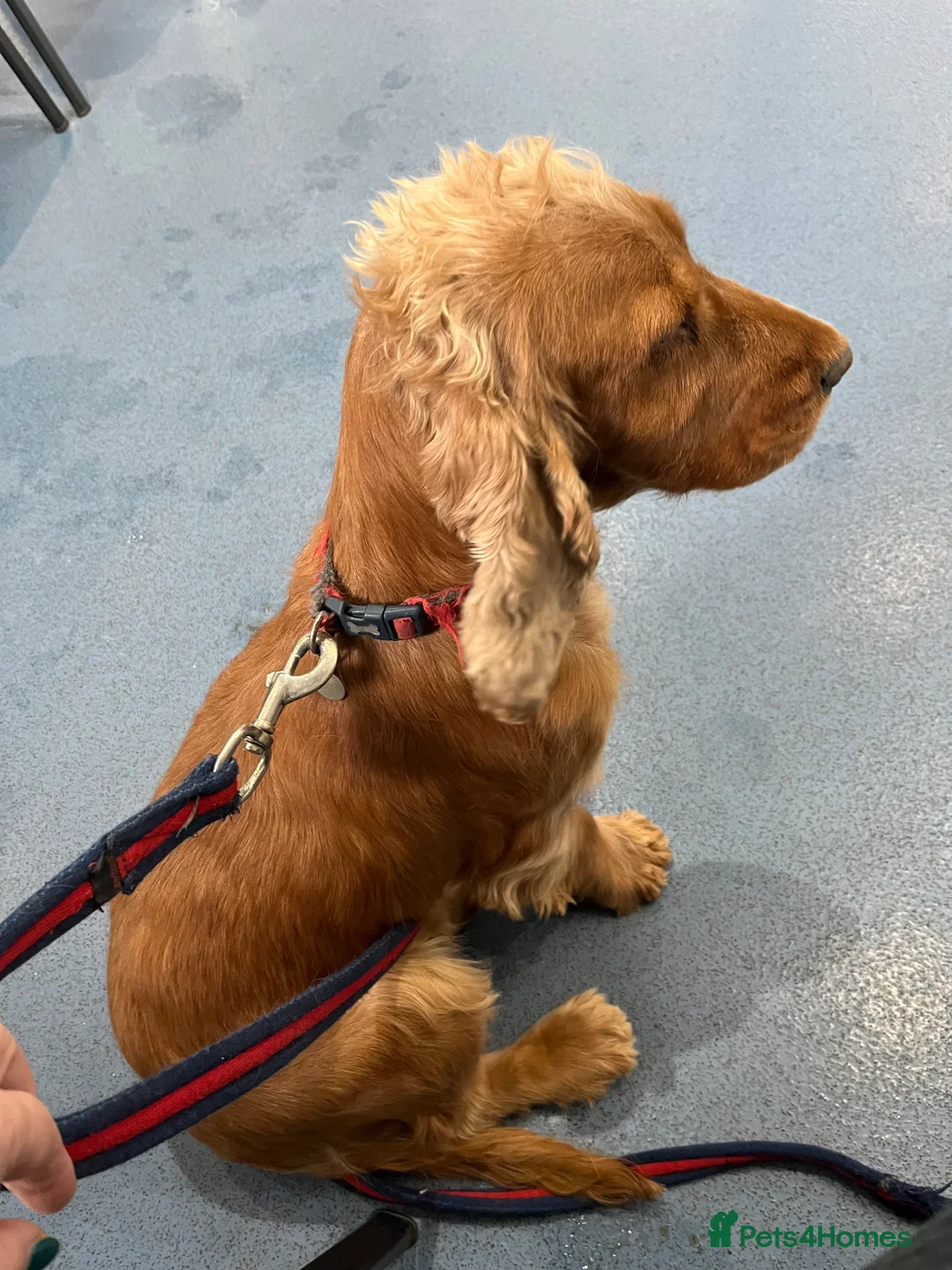 Cocker Spaniel dogs for sale: KC registered golden cocker spaniel bitch - Advert 3