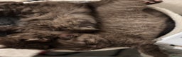 British Longhair cats for sale: Longhair chocolate male - Advert 2