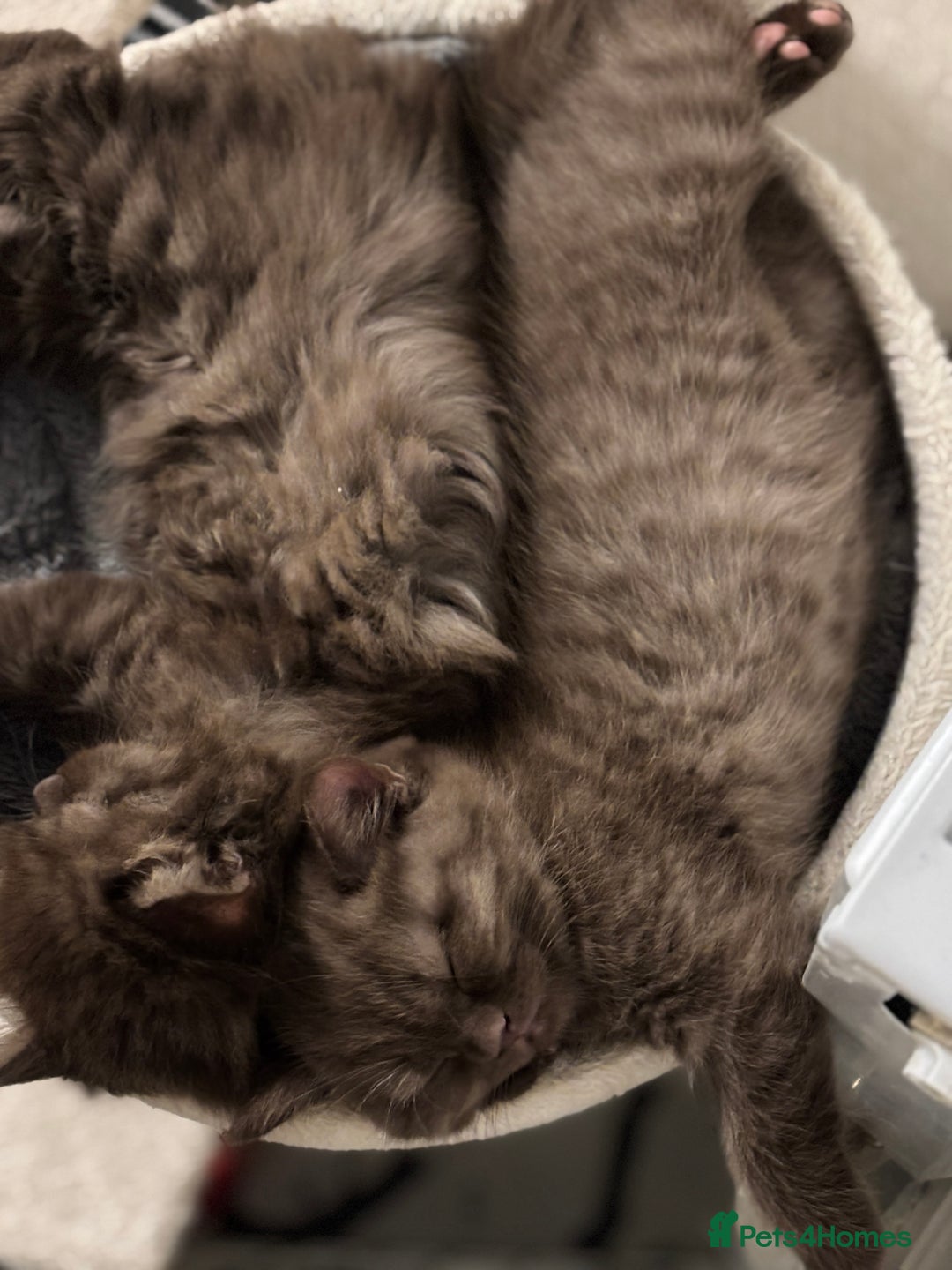 British Longhair cats for sale: Longhair chocolate male - Advert 2