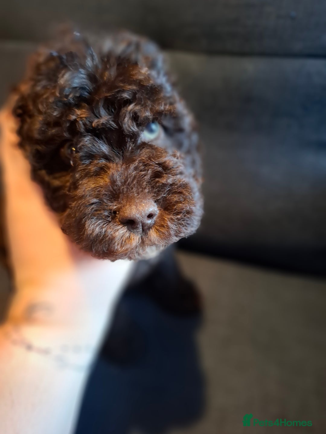 Cockapoo dogs for sale: F1b Health Tested Toy Cockapoo Puppies  - Advert 5